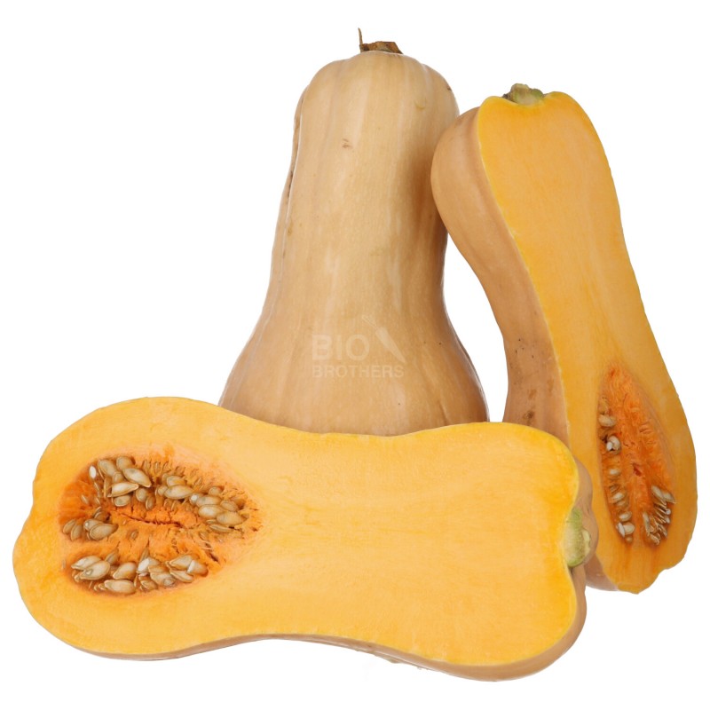 ZUCCHE BUTTERNUT (BIO) ARGENTINA