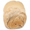 Pane bio tipo integrale di frumento formato carrè