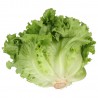 Insalata biologica