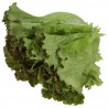 Insalata biologica