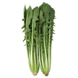 WIVA CICORIA LOCALE BIO