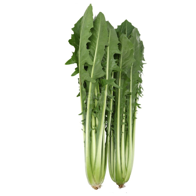 WIVA CICORIA LOCALE BIO