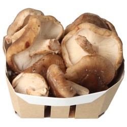 Funghi shii-take bio