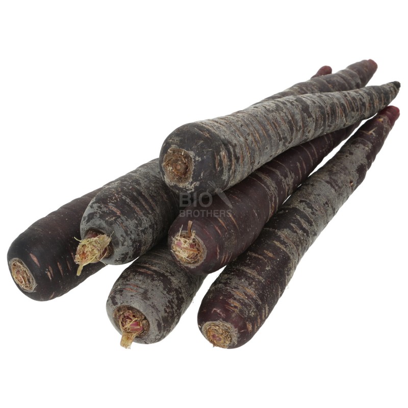 Carota viola demeter