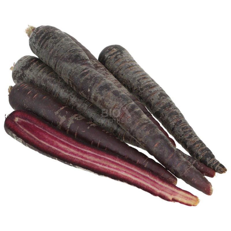 Carota viola demeter