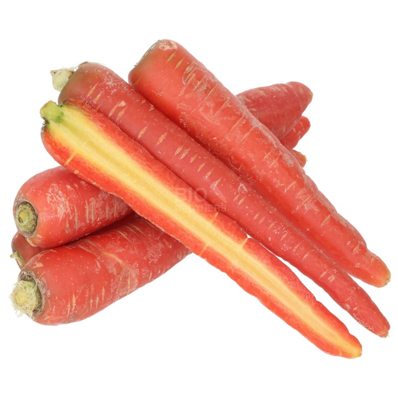 Carota rossa Helene demeter