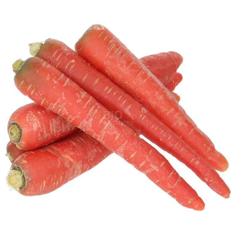 Carota rossa Helene demeter