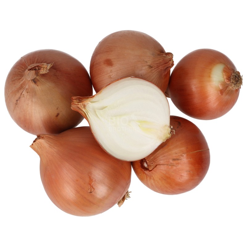 CIPOLLA DORATA (BIO) 