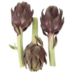 CARCIOFO THEMA (BIO)