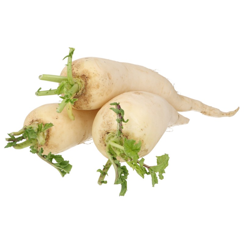 DAIKON (BIO)